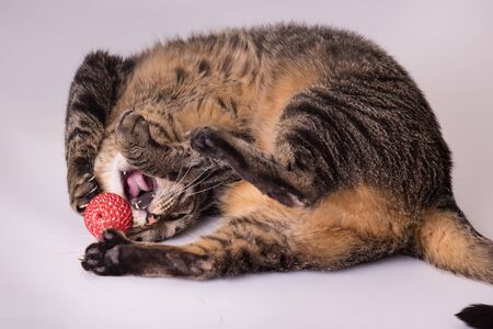 House cat activly playing with toy ball mouth open clawing and twistedの写真素材