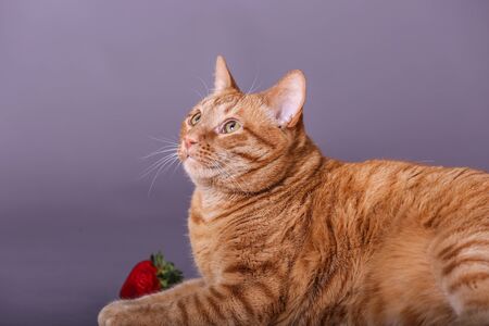 Close up of cute orange tabby cat looking upの写真素材