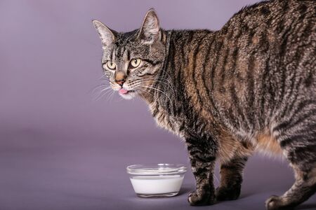Gray and black domestic kitty cat looking up from drinking milk from glass bowl full of milk licking lipsの写真素材