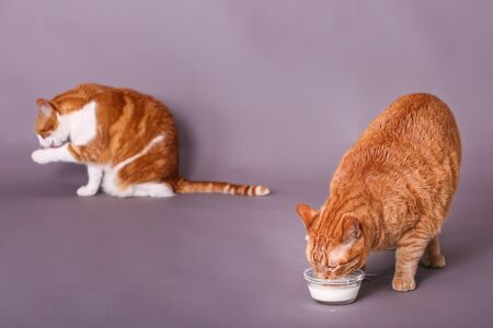 Orange tabby cat drinking dairy milk from glass bowl feline in background bathing in studio portraitの写真素材