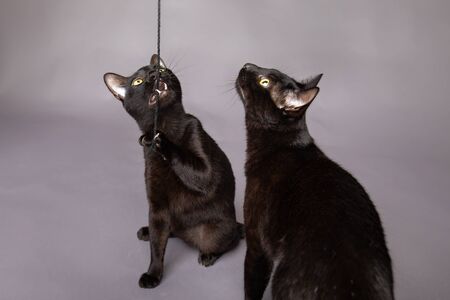 Two black cats actively playing with string looking up