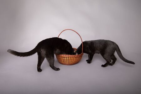 Two curious black cats searching hunting a basket for treatsの写真素材