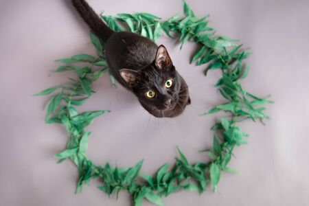 Black cat looking up sitting in a green circleの写真素材