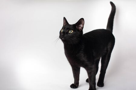 adorable black cat full body tail up studio portrait