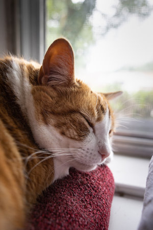 Cute orange and white house cat nappong in from of window laying head paw tuckedの写真素材