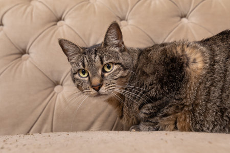 Serious house cat looking at camera wide eyes and long whiskers