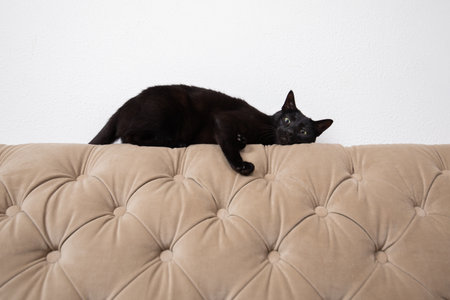 Playful energetic black cat clinging to back of the couch ready to pounce.の写真素材