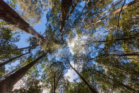 Looking high up at tall eucalyptus tree tops in Mt. Field National Park, Tasmania, Australia.の写真素材