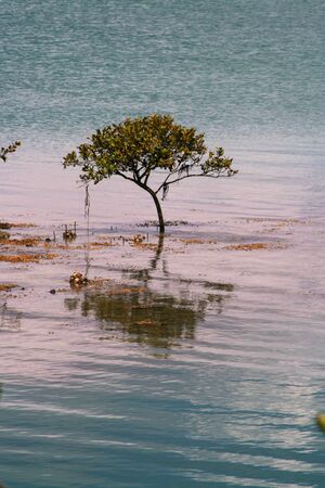 Lone Mangrove Treeの写真素材