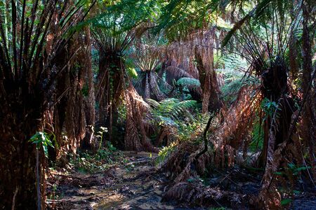 Huge ferntrees in tropical rainforest, Dandenong Ranges, Victoria, Australiaの写真素材