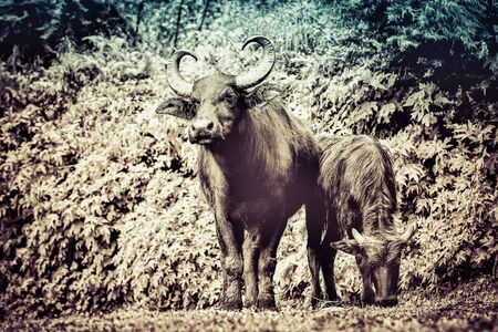 Big and strong buffalo portrait in black and white