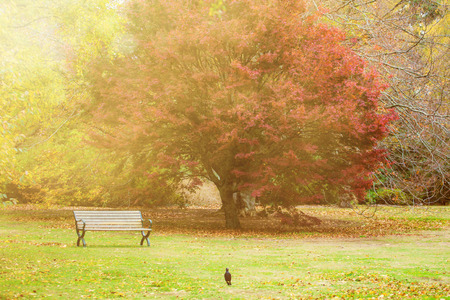 Autum scene with an empty bench, tree, and a bird.の写真素材