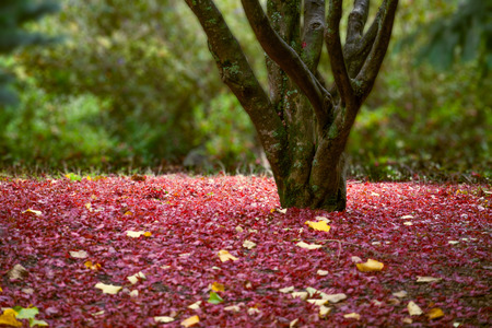 Tree closeup in autum foliage.