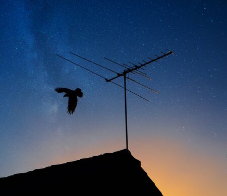 Silhouette of a bird flying off a roof.の写真素材
