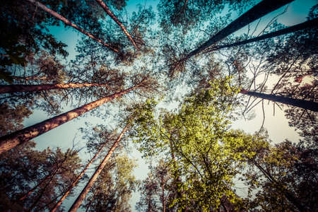 Looking up at tree tops and sky