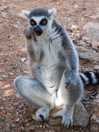 Ring Tailed Lemour Sitting in a human-like posture and Eatingの写真素材