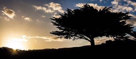 Tree silhouette at Sunset, Great Ocean Road, Victoria, Australiaの写真素材