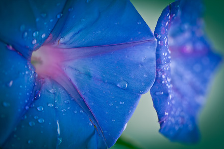 Extreme closeup of blue Morning Glory flowers on blurred background with morning dew drops. Shallow depth of fieldの写真素材