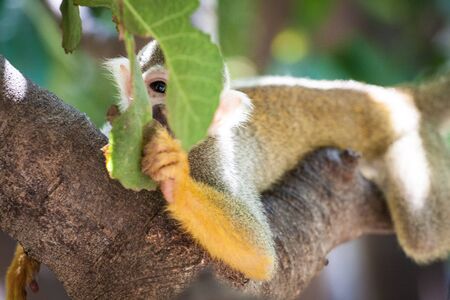 Cute Squirrel Monkey looking playfully through leafs.の写真素材