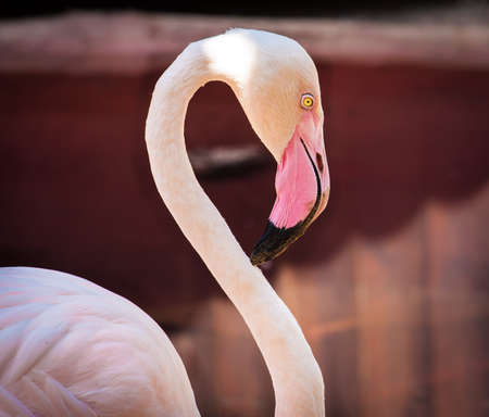 Closeup of Pink Flamingo curving gracefully its neck.の写真素材