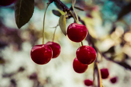 Delicious red cherries hanging from a tree on blurred background