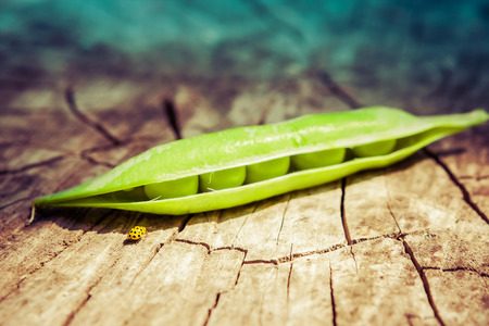 Closeup of green pea pod and yellow ladybug on a tree stump. Environmental conceptの写真素材