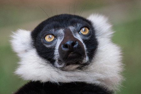 Black And White Ruffed Lemur Closeup.の写真素材