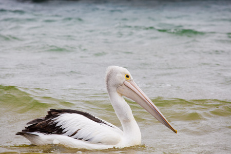 Australian Pelican drifting on ocean waves.の写真素材