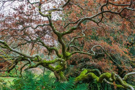 Intricate tree branches and fernsの写真素材