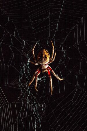 Scary Golden Orb-Weaver spider in the middle of spider web on black backgroundの写真素材