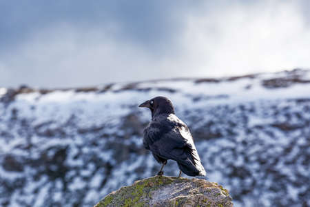Portrait of Australian Raven gazing at snowy mountainsの写真素材