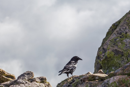 Australian Raven - portrait with copy spaceの写真素材