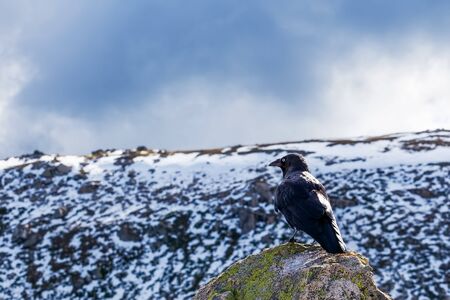 Australian Raven perching on a rock with snowy mountains in the backgroundの写真素材