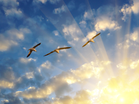 Three seagulls flying into the rays of setting sun.の写真素材