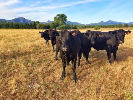 Five black cows in fight formation staring intensely, Canterbury, South Island, New Zealandの写真素材