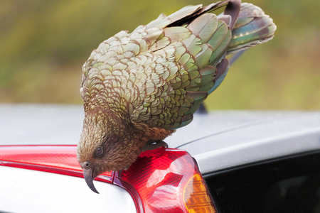 Kea Parrot landed on tourist's car at Fiordland National Park, New Zealandの写真素材