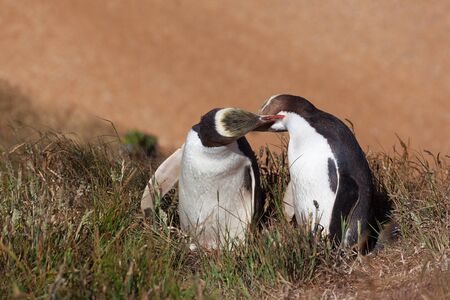 Two Yellow Eyed Penguins kissing, South Island, New Zealandの写真素材