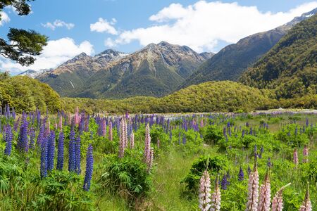 Beautiful landscape with mountains and wild flowers in Fiordland National Park, South Island, New Zealandの写真素材