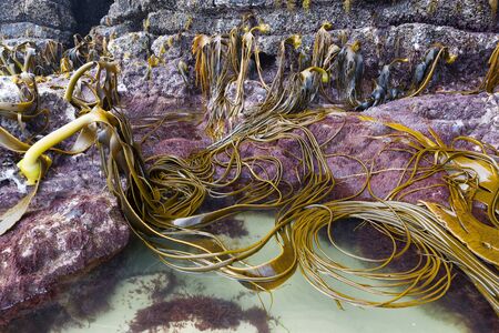 Bull kelp on the rocks of Cathedral Caves beach, Catlins, South Island, New Zealandの写真素材