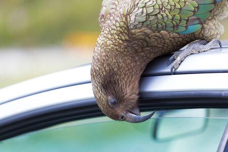 Kea Parrot native to New Zealand, peeks into tourist's car at Fiordland National Park, New Zealandの写真素材