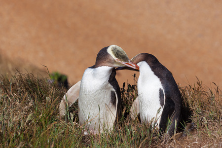 Two Yellow Eyed Penguins touching eachother, South Island, New Zealandの写真素材