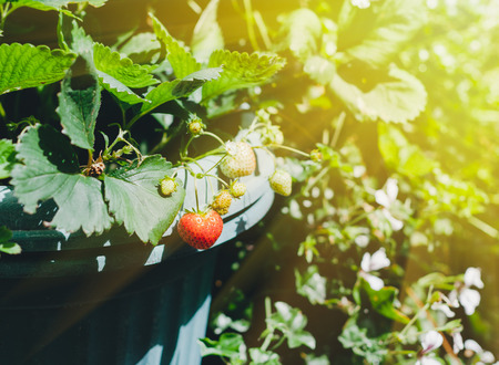 Strawberries growing in a big pot bathing in sunlight flare on blurred backgroundの写真素材