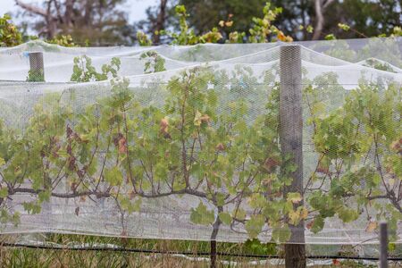 Grapevines covered with bird nettingの写真素材