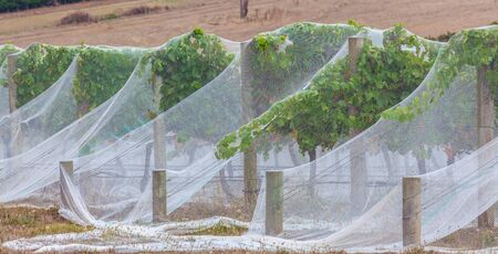 Closeup of vines protected from birds with netting.の写真素材