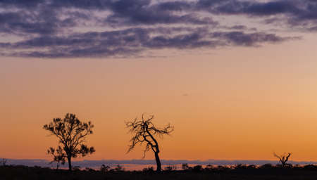 Silhouettes of bare trees, orange sunset, Victoria, Australia
