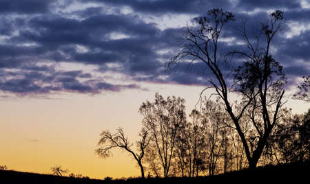 Bare trees silhouettes at sunset, Murray-Sunset National Park, Victoria, Australiaの写真素材