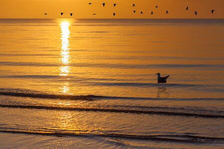 Lonely seagull floating on sea waves during golden sunset with flock of geese flying in orange sky.の写真素材