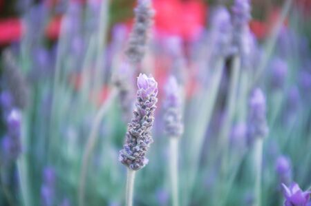 Closeup of lavender flower on blurred background. Pastel colors, shallow depth of field.の写真素材