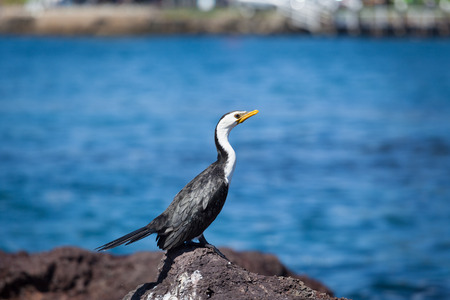 Closeup of Little Pied Cormorant sunbathing in Kiama, New South Wales, Australiaの写真素材