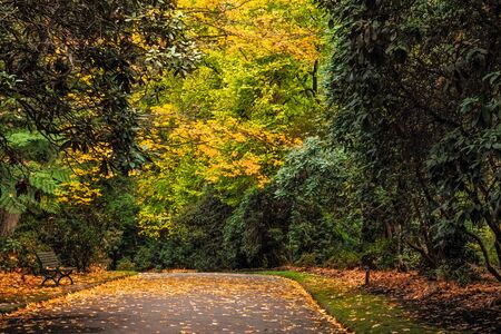 Footpath with empty bench in autumn with warm yellow foliage.の写真素材